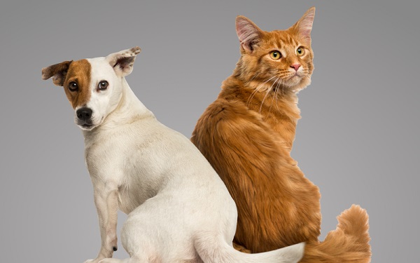 Как кошка с собакой: правила содержания животных в квартире - Статьи  информационного юридического портала Сфера
